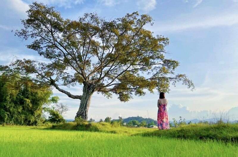 cây cô đơn đắc lắc