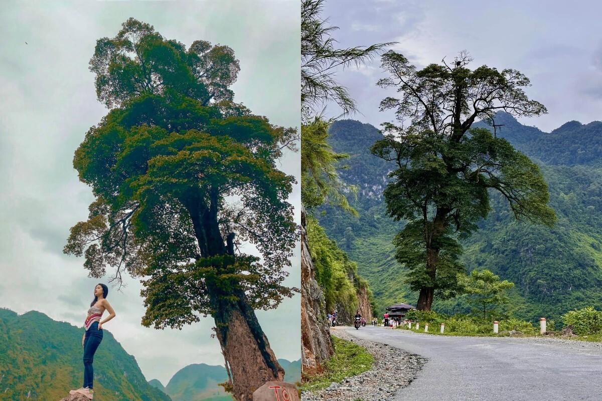 cây cô đơn hà giang