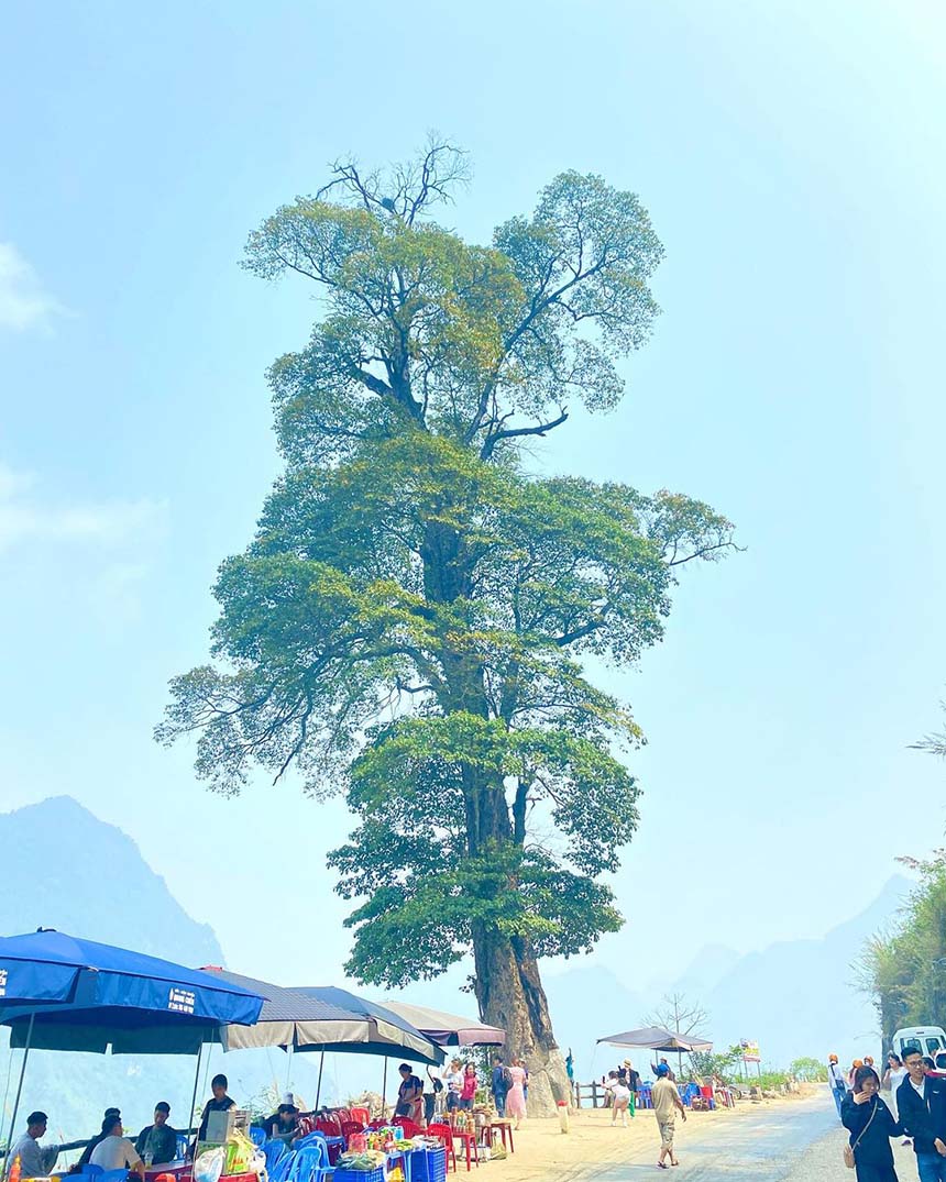 cây cô đơn hà giang