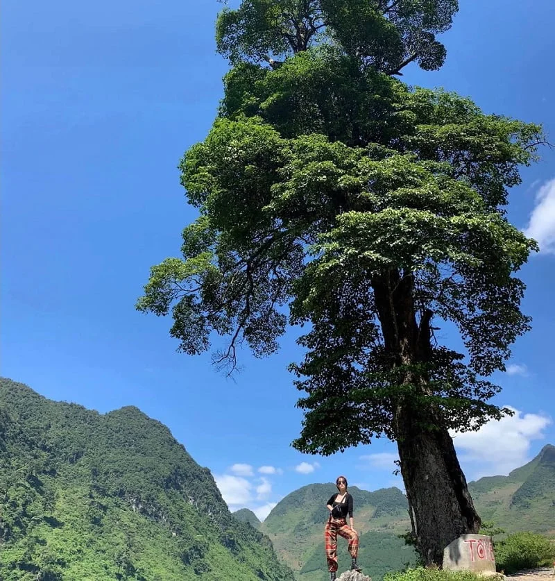 cây cô đơn hà giang