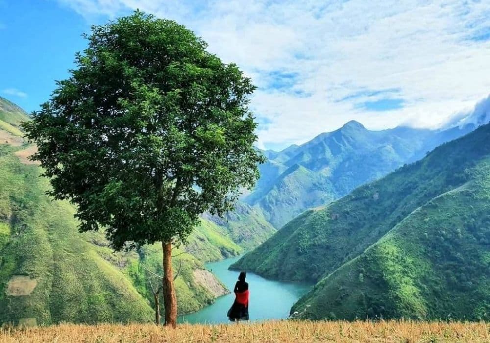 cây cô đơn sơn la