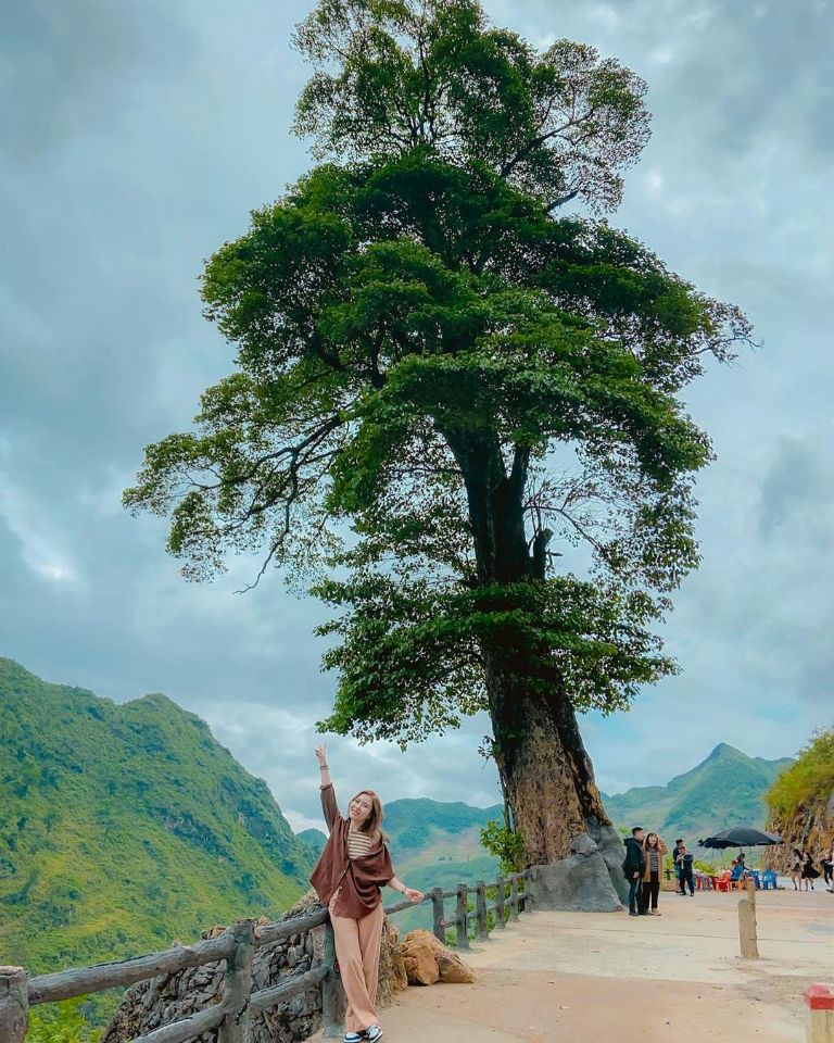 cây cô đơn hà giang